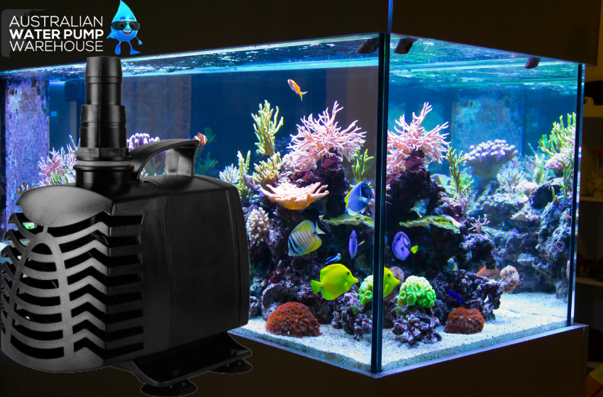 Aquarium and Accessories: How To Choose the Perfect Option